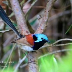 Malurus lamberti (Variegated Fairywren) at One Track For All - 4 Dec 2014 by Charles Dove