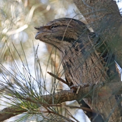 Podargus strigoides (Tawny Frogmouth) at Lake Conjola, NSW - 24 Aug 2014 by Charles Dove