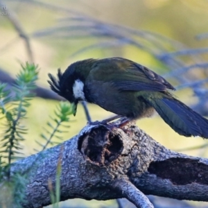 Psophodes olivaceus at Ulladulla - Warden Head Bushcare - 22 Aug 2014