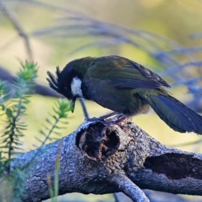 Psophodes olivaceus (Eastern Whipbird) at Ulladulla - Warden Head Bushcare - 22 Aug 2014 by CharlesDove