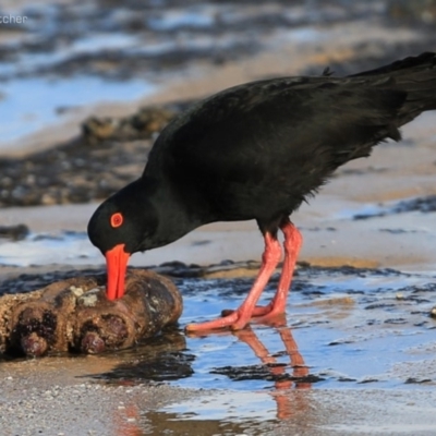 Haematopus fuliginosus (Sooty Oystercatcher) at South Pacific Heathland Reserve - 22 Aug 2014 by CharlesDove