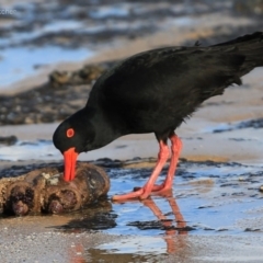 Haematopus fuliginosus (Sooty Oystercatcher) at South Pacific Heathland Reserve - 21 Aug 2014 by Charles Dove