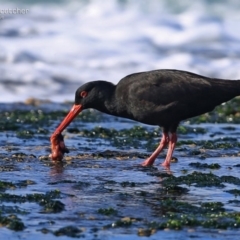 Haematopus fuliginosus at South Pacific Heathland Reserve - suppressed