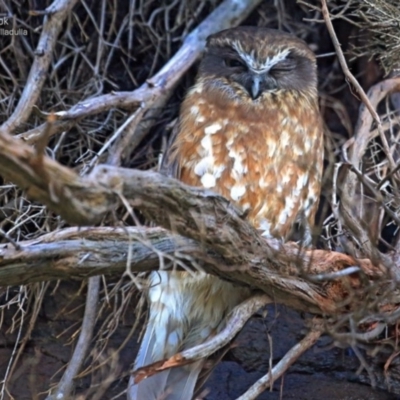 Ninox boobook (Southern Boobook) at South Pacific Heathland Reserve - 21 Aug 2014 by Charles Dove
