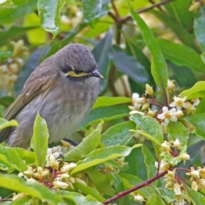 Caligavis chrysops (Yellow-faced Honeyeater) at Meroo National Park - 20 Aug 2014 by Charles Dove