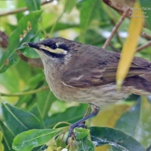 Caligavis chrysops at Meroo National Park - 21 Aug 2014