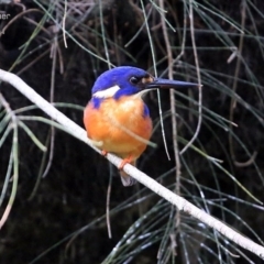 Ceyx azureus (Azure Kingfisher) at Wairo Beach and Dolphin Point - 7 Aug 2014 by Charles Dove