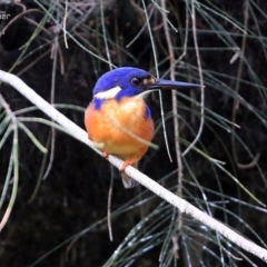 Ceyx azureus (Azure Kingfisher) at Burrill Lake, NSW - 8 Aug 2014 by CharlesDove