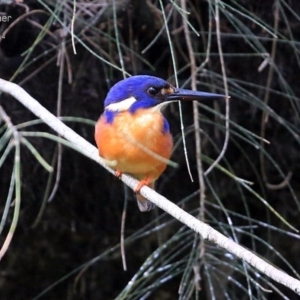 Ceyx azureus at Burrill Lake, NSW - 8 Aug 2014