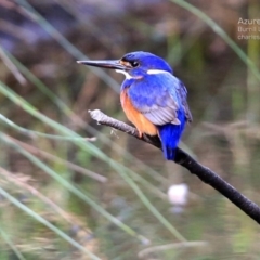 Ceyx azureus at Burrill Lake, NSW - 8 Aug 2014