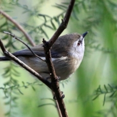 Gerygone mouki (Brown Gerygone) at Kings Point, NSW - 9 Aug 2014 by CharlesDove