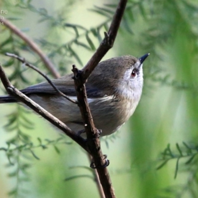 Gerygone mouki (Brown Gerygone) at Kings Point, NSW - 10 Aug 2014 by CharlesDove