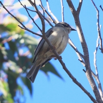 Melithreptus brevirostris (Brown-headed Honeyeater) at Ulladulla, NSW - 5 Aug 2014 by Charles Dove