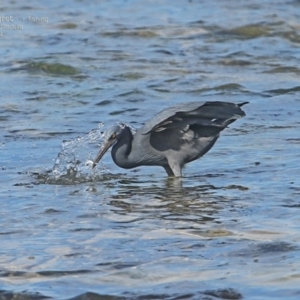 Egretta sacra at Ulladulla, NSW - 16 Aug 2014 12:00 AM
