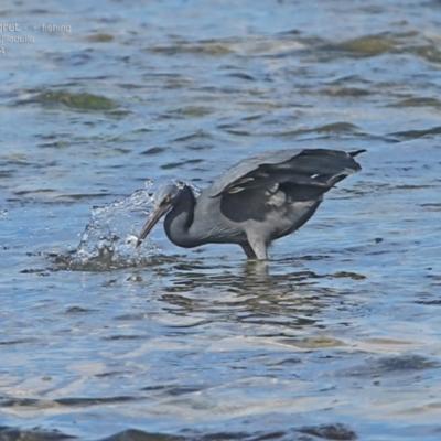 Egretta sacra (Eastern Reef Egret) at Ulladulla, NSW - 16 Aug 2014 by CharlesDove