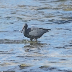 Egretta sacra at Ulladulla, NSW - 16 Aug 2014 12:00 AM