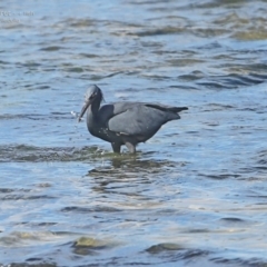 Egretta sacra at Ulladulla, NSW - 16 Aug 2014