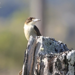 Cracticus torquatus at Yatte Yattah, NSW - 5 Aug 2014