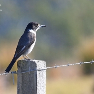 Cracticus torquatus at Yatte Yattah, NSW - 5 Aug 2014