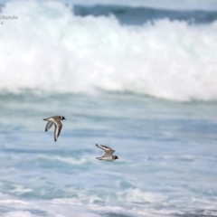 Charadrius rubricollis (Hooded Plover) at South Pacific Heathland Reserve - 5 Aug 2014 by Charles Dove