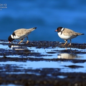 Charadrius rubricollis at suppressed - suppressed