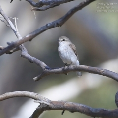 Microeca fascinans (Jacky Winter) at Yatte Yattah, NSW - 15 Aug 2014 by CharlesDove