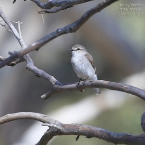 Microeca fascinans at Yatte Yattah, NSW - 15 Aug 2014 12:00 AM