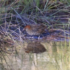 Lewinia pectoralis (Lewin's Rail) at Burrill Lake, NSW - 12 Aug 2014 by Charles Dove