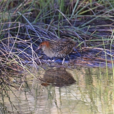 Lewinia pectoralis (Lewin's Rail) at Wairo Beach and Dolphin Point - 11 Aug 2014 by Charles Dove