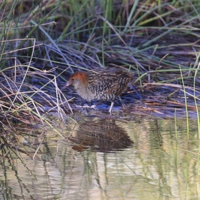 Lewinia pectoralis (Lewin's Rail) at Burrill Lake, NSW - 12 Aug 2014 by CharlesDove