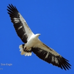 Haliaeetus leucogaster (White-bellied Sea-Eagle) at Wairo Beach and Dolphin Point - 7 Aug 2014 by Charles Dove
