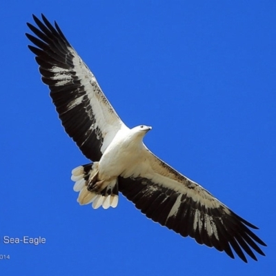 Haliaeetus leucogaster (White-bellied Sea-Eagle) at Wairo Beach and Dolphin Point - 7 Aug 2014 by Charles Dove