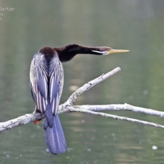 Anhinga novaehollandiae (Australasian Darter) at Fishermans Paradise, NSW - 30 Jul 2014 by CharlesDove