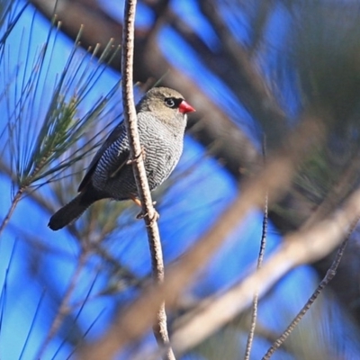 Stagonopleura bella (Beautiful Firetail) at Morton National Park - 4 Aug 2014 by CharlesDove