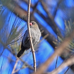 Stagonopleura bella at Morton National Park - 5 Aug 2014