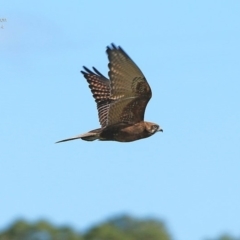 Falco berigora (Brown Falcon) at Milton, NSW - 4 Aug 2014 by Charles Dove