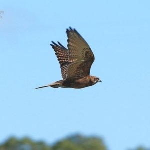 Falco berigora at Milton, NSW - 5 Aug 2014
