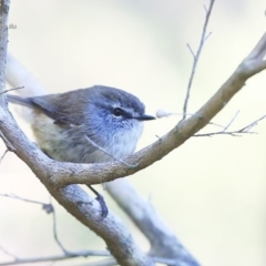 Gerygone mouki (Brown Gerygone) at Ulladulla, NSW - 7 Aug 2014 by Charles Dove