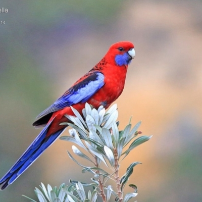 Platycercus elegans (Crimson Rosella) at One Track For All - 29 Jul 2014 by Charles Dove