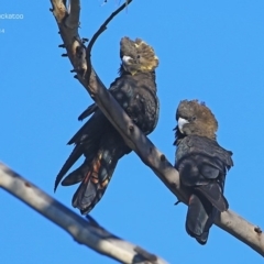 Calyptorhynchus lathami lathami (Glossy Black-Cockatoo) at Morton National Park - 4 Aug 2014 by Charles Dove