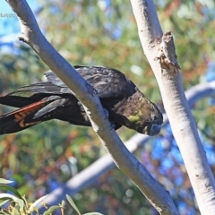 Calyptorhynchus lathami lathami at Morton National Park - 5 Aug 2014