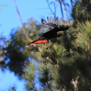 Calyptorhynchus lathami lathami at Morton National Park - 5 Aug 2014