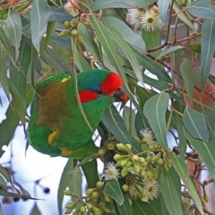 Glossopsitta concinna (Musk Lorikeet) at Hazel Rowbotham Reserve Walking Track - 29 Jul 2014 by Charles Dove