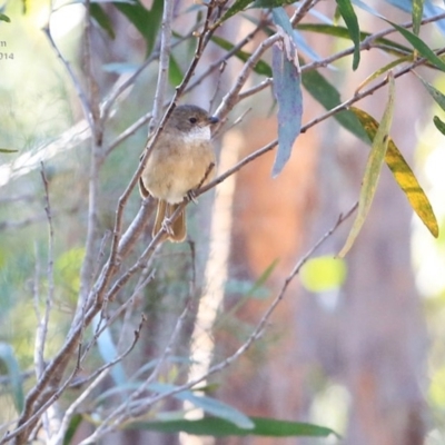 Pachycephala olivacea (Olive Whistler) at Morton National Park - 5 Aug 2014 by CharlesDove