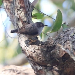 Daphoenositta chrysoptera at Ulladulla, NSW - 4 Aug 2014