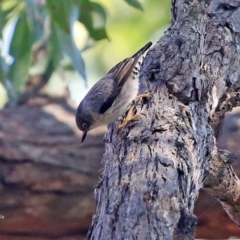 Daphoenositta chrysoptera at Ulladulla, NSW - 4 Aug 2014