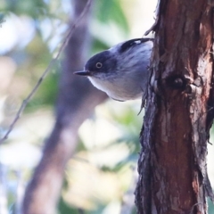 Daphoenositta chrysoptera at Ulladulla, NSW - 4 Aug 2014