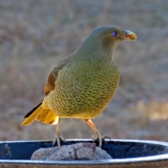 Ptilonorhynchus violaceus (Satin Bowerbird) at Macarthur, ACT - 1 Aug 2018 by RodDeb