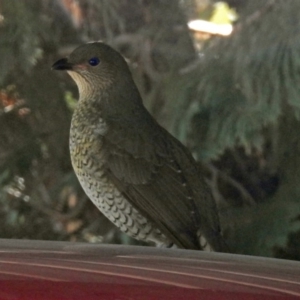 Ptilonorhynchus violaceus at Macarthur, ACT - 1 Aug 2018 11:18 AM