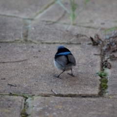 Malurus cyaneus (Superb Fairywren) at Murrumbateman, NSW - 31 Jul 2018 by SallyandPeter